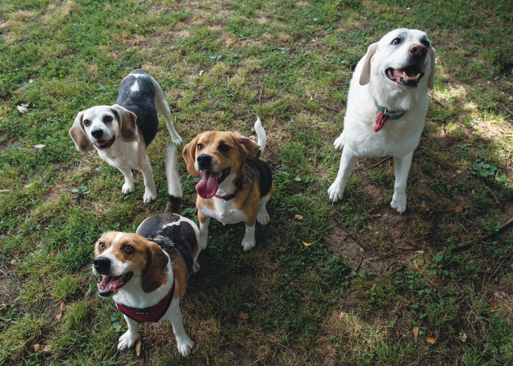 The Pet Issue 2020: Snack Attack